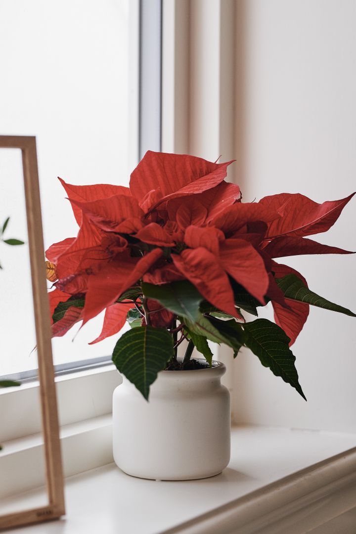 Ein roter Weihnachtsstern verbreitet eine weihnachtliche Atmosphäre am Fenster, wo er in einem weißen Topf von DBKD ruht.