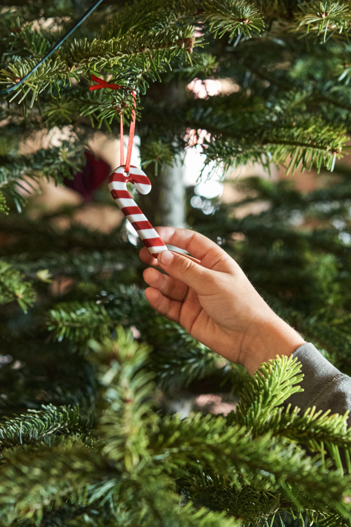 Eine Hand hält eine hängende Zuckerstange in einem Weihnachtsbaum. 