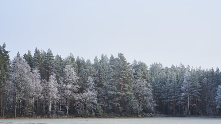 Weihnachten in Schweden: Hier sehen Sie mit Schnee bedeckte Tannenbäume, die Emily aus unserer schwedischen Weihnachtsgeschichte sieht, als sie am Morgen aus dem Fenster blickt.